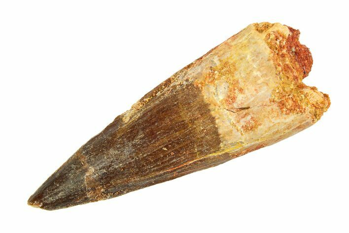 Fossil Spinosaurus Tooth - Real Dinosaur Tooth #346771